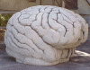 brain_final_1.gif (122853 bytes)