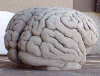 brain final 2.GIF (117217 bytes)