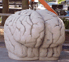 brain final 3.GIF (124616 bytes)